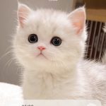 狐小妖的头像无封-手游-传奇-仙侠无封基地